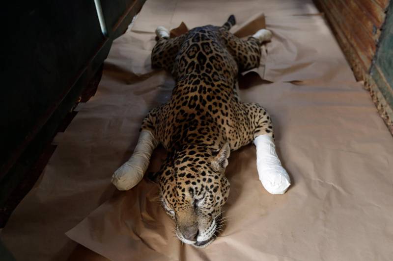 A Jaguar named Ousado, who suffered second-degree burns during fires in the South American Pantanal region, rests in his cage after treatment in Brazil. AP