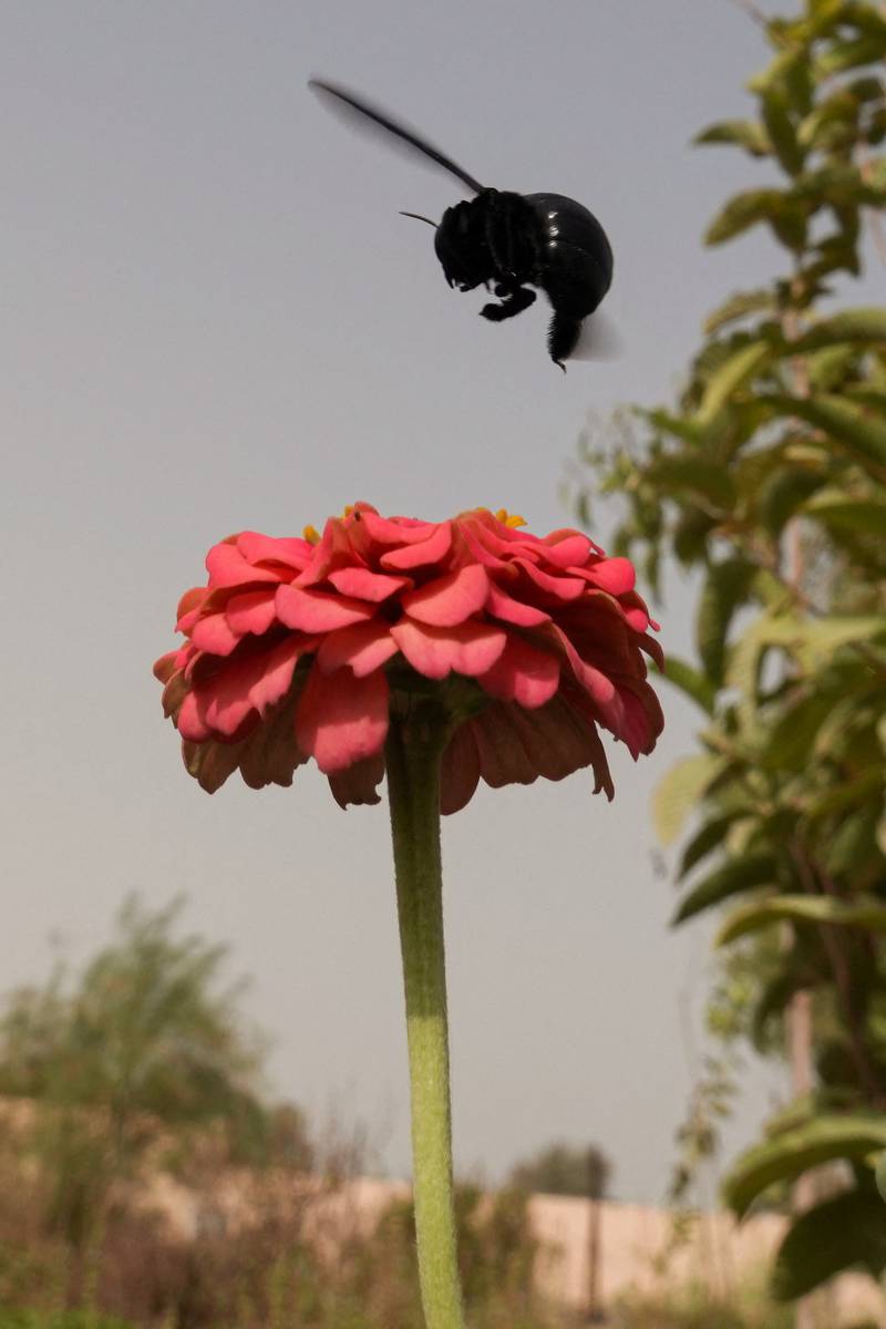 A blue bumblebee hovers over a flower in Myfarm. Since 2018, Myfarm has become known for its organic crops, sustainability and educating children on agriculture and farming.