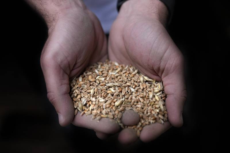A worker holds a handful of wheat grain at the Modern Mills of Lebanon in Beirut. In April, the World Bank approved a $150 million loan for food security in crisis-hit Lebanon to stabilise bread prices. AP