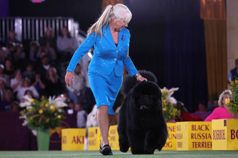 A handler runs a Newfoundland dog during judging in the Working group. Reuters