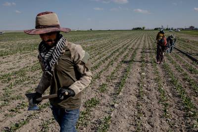 Farm workers tend a sugar beet field. Konya province is the heart of Turkey's agriculture sector, but extreme drought over the past two years has taken its toll on farmers and the land.