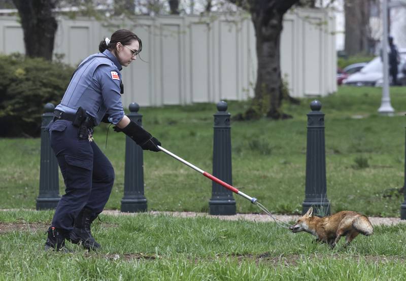 WASHINGTON, DC - APRIL 05: Officer Best with the Humane Rescue Alliance Animal Care and Control attempts to trap a fox on the grounds of the U. S.  Capitol on April 05, 2022 in Washington, DC.  Several individuals have reported being approached and bitten by a fox.    Kevin Dietsch / Getty Images / AFP
