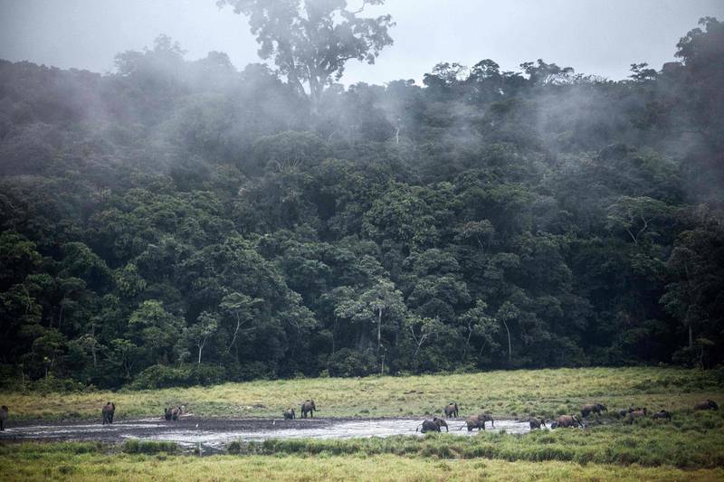 (FILES) In this file photograph taken on May 20, 2019, forest elephants are seen walk at Langoue Bai in Ivindo National Park near Makokou in central Gabon. Prevention is better than cure. That's the underlying philosophy of a new accord signed on September 22, 2019,  between Norway and Gabon, which will become the first African country paid to preserve its forests in an effort to fight climate change. "Norway is committing to compensating us for reducing emissions," forestry minister Lee White told AFP in an interview in New York, ahead of a UN climate summit on September 22. The tropical forests of the Amazon, Equatorial Africa, and Indonesia are the world's major carbon sinks. Their trees and vegetation absorb and trap carbon dioxide, a greenhouse gas, in colossal quantities. 
 / AFP / Amaury HAUCHARD
