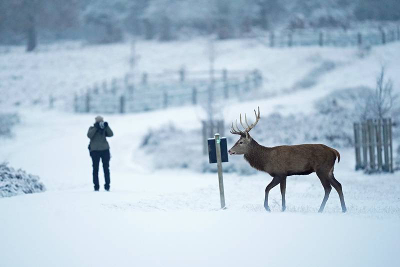 A stag walks through the snow in Richmond Park, in south-west London. PA