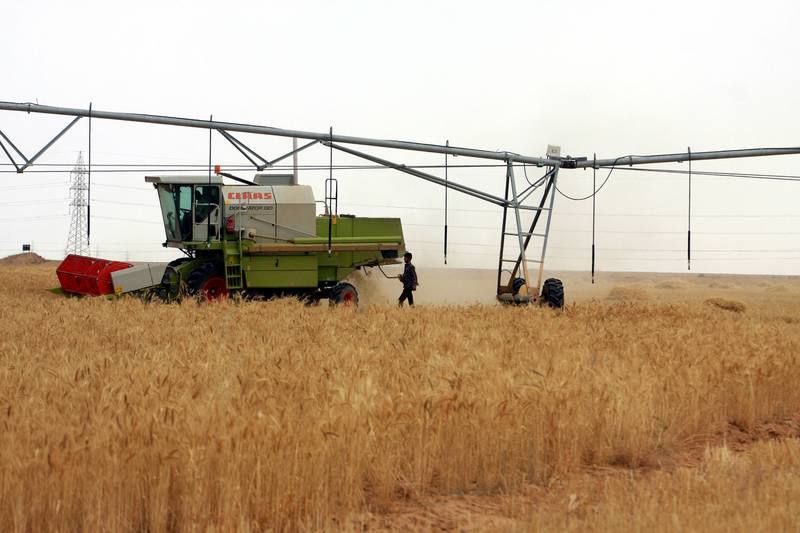 Farmers harvest wheat in a field at Karbala city, southern Iraq. EPA