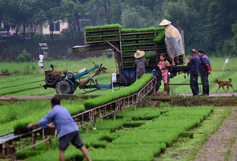 People load trays of rice seedlings for transplantation onto a vehicle at a field in Jinhua, Zhejiang province, China June 3, 2019. REUTERS/Stringer   ATTENTION EDITORS - THIS IMAGE WAS PROVIDED BY A THIRD PARTY. CHINA OUT. NO COMMERCIAL OR EDITORIAL SALES IN CHINA.
