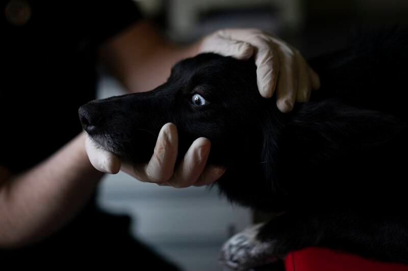 A dog collected in Ukraine is prepared for surgery for serious injuries to its hind legs at the Ada veterinary clinic in Przemysl, Poland. AP