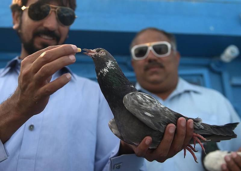 A Pakistani racing pigeon owner feeds his pigeon after a day of flying during the pigeon race national championship in Islamabad. Millions of fans across the country are enthralled by low and high altitude flying competitions, and races in which opponents attempt to distract each others' birds. Aamir Qureshi/AFP