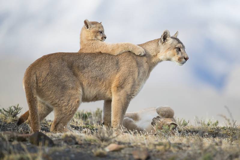 Bronze medal, Animal Portraits: female puma and her cubs, Patagonia, Chile, by Amit Eshel, Israel.