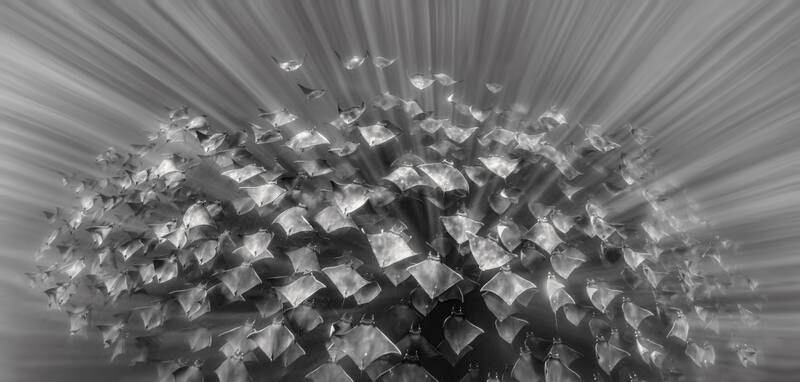 Second place, Portfolio, Martin Broen. A five-shot horizontal panorama captures the size of the mobula ray aggregation in La Paz, Mexico.