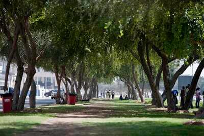 ABU DHABI, UAE. March 17, 2010. Ghaf trees provide shade on avenues with pedestrian traffic.