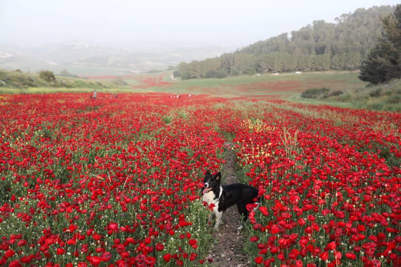 A dog plays in a poppy field near Moshav Neve Michael in the Elah Valley near Jerusalem, Israel. EPA