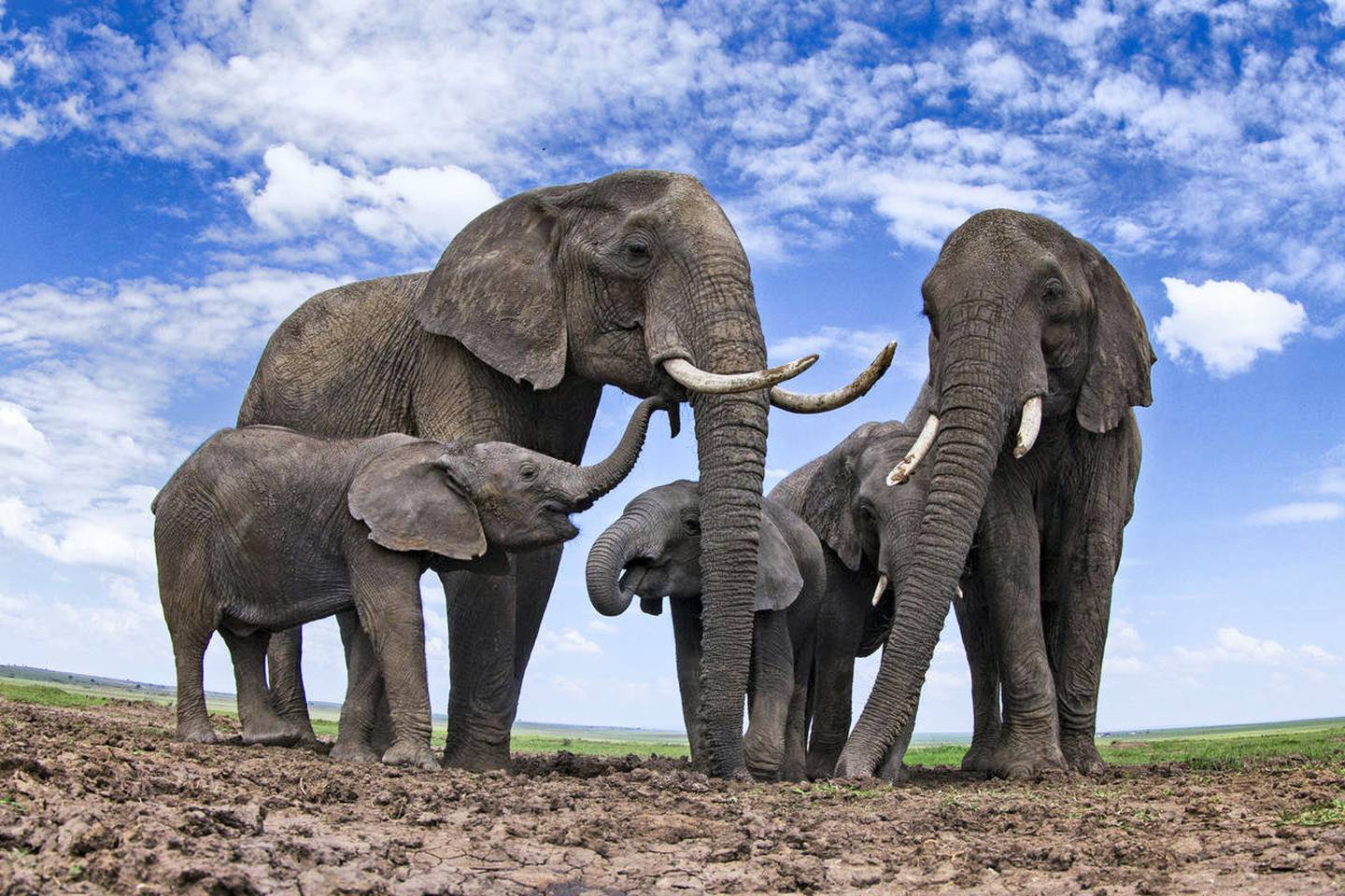 Elefantes africanos (Loxodonta africana) en un abrevadero - cámara remota.  Reserva Nacional Masai Mara, Kenia.