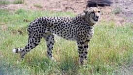 India prepares for speedy delivery of 100 cheetahs from South Africa