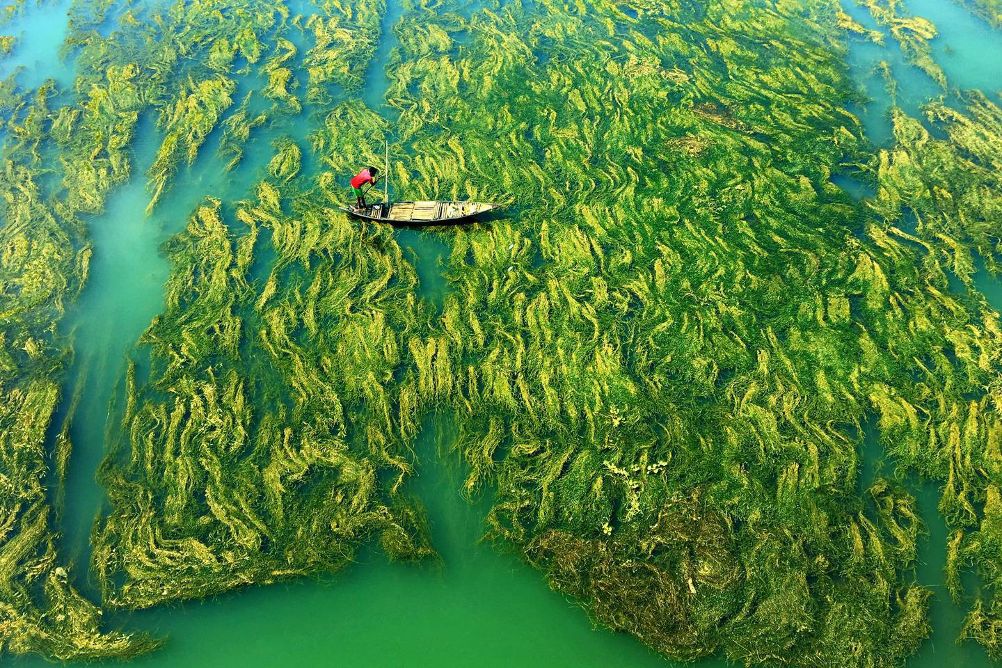 'A Journey Outside Our World' by Apratim Pal. A fisherman makes his way above moss-like structures that cause water pollution in India.  Apratim Pal