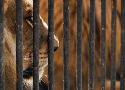 A lion looks out from its cage after Giza Zoo was closed to visitors to help prevent the spread of coronavirus disease. Reuters