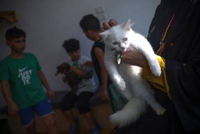 There are a total of 10 cat in residence. AFP