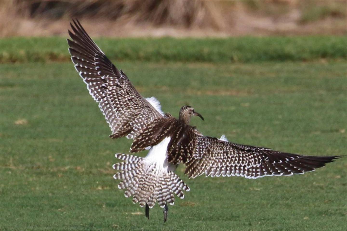 It is the first juvenile Steppe Whimbrel to be observed in the field. Photo: Oscar Campbell