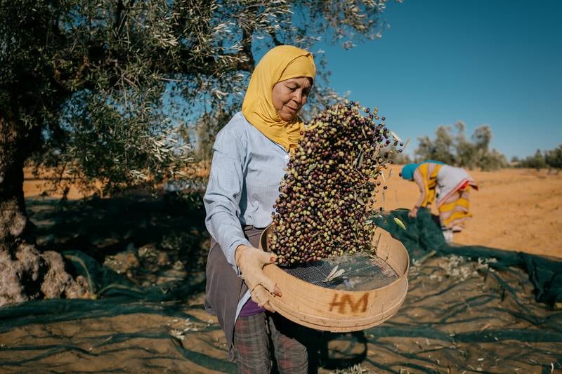 After the olives are removed from the tree, they are winnowed to remove sand and small stones. Twigs and leaves, which can cause bitterness in a finished product, are picked out by hand. Photo: Erin Clare Brown / The National