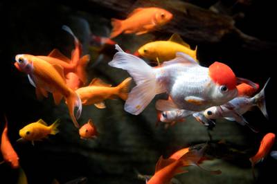 Since it was created two years ago, the goldfish rescue service has been used by around 50 people a month. AFP