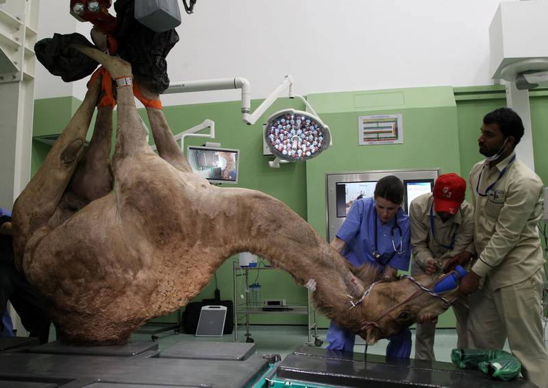A camel is seen as he is being brought for the foot surgery at the Dubai Camel Hospital. Satish Kumar / Reuters