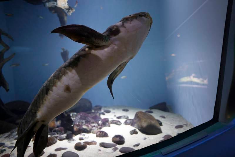  Methuselah is the oldest living fish in captivity in the US and can walk on land. EPA