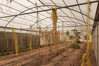 One of Myfarm's greenhouses.