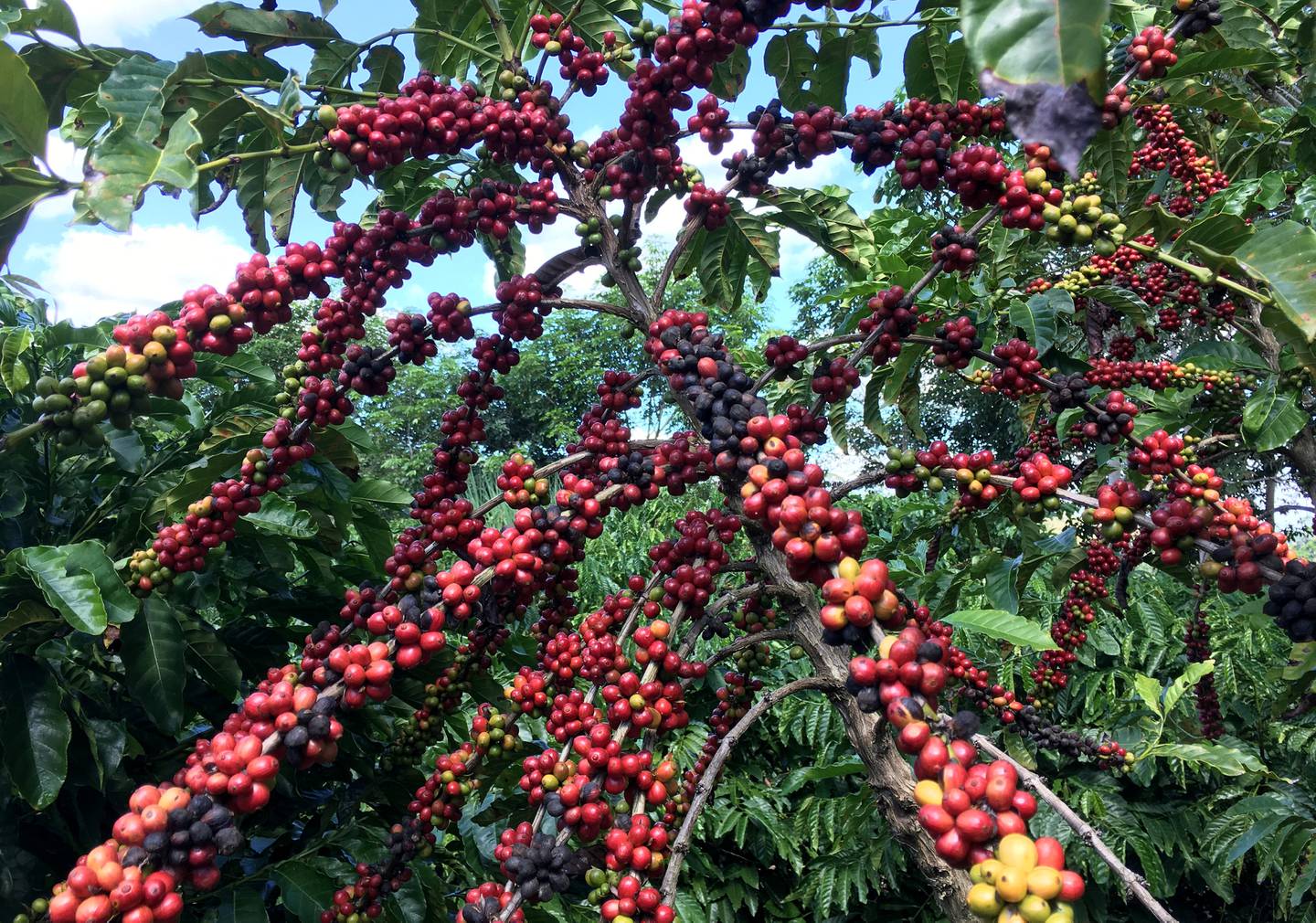 FOTO DE ARQUIVO: Frutos de café Robusta vistos em São Gabriel da Balha, Espírito Santo, Brasil.  A foto foi tirada em 2 de maio de 2018. (Reuters) / José Roberto Gomez / FOTO DE ARQUIVO