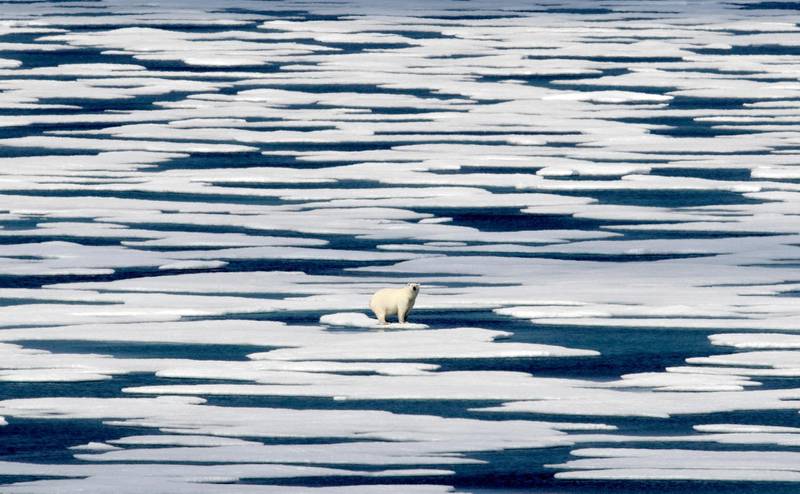 A polar bear stands on the ice in the Franklin Strait in the Canadian Arctic Archipelago in 2017. AP