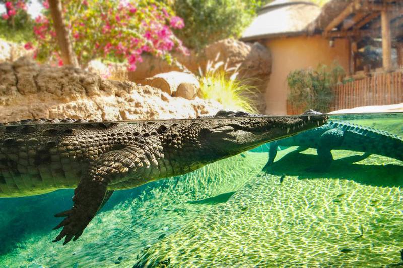 A mugger crocodile at Al Ain Zoo recently reached the ripe old age of 34 and is still going strong. Photo: Al Ain Zoo