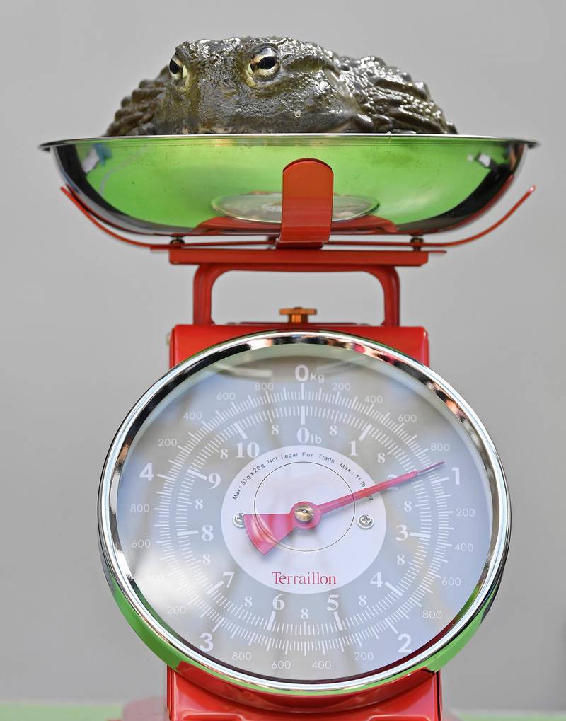 An African bullfrog sits on scales during the annual weigh-in at London Zoo, London, Britain.  Reuters