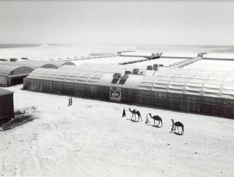 Greenhouses were built on the sea-side of Saadiyat Island, at the location that is now the Louvre Abu Dhabi. The $3.4 million project was funded by the Abu Dhabi Government and was overseen by the programme directors in Arizona. Courtesy Ali Kaddas Al Romaithi
