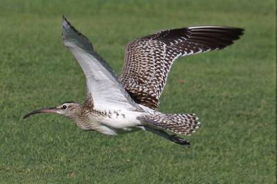 The Steppe Whimbrel has a distinct, pale underwing