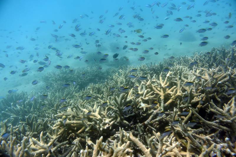 In this Nov. 25, 2016, photo, fish swim along the edges of a coral reef off Great Keppel Island in Australia. The government agency that manages Australia's Great Barrier Reef on Friday, Aug. 30, 2019, downgraded its outlook for the corals' condition from "poor" to "very poor" due to warming oceans. (Dan Peled/AAP Image via AP)