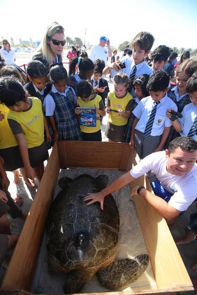 Al Ouda, a turtle weighing 120 kilograms, washed up on an Abu Dhabi beach months ago with an open wound and missing flipper. Ravindranath K / The National