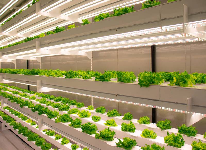 UAE’s Newest Vertical Farm, Smart Acres, Successfully Launches, Propelling the UAE’s Agricultural Development
