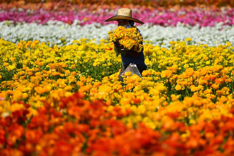 A worker carries gathers giant ranunculus flowers in Carlsbad, California. AFP