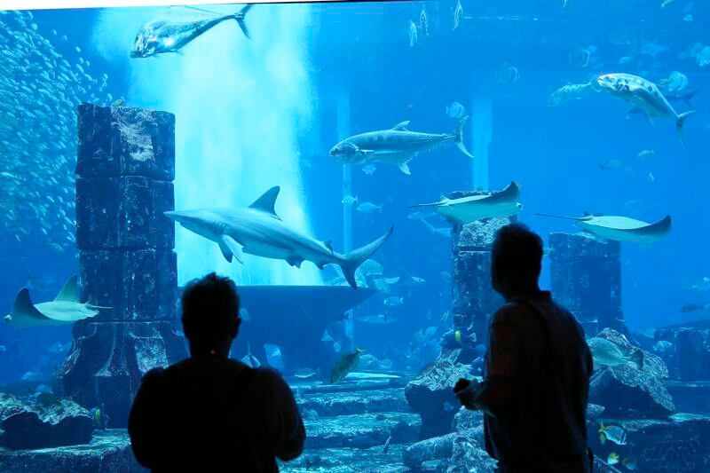 Dubai, UAE. September 17, 2015 - Tourists admire the underwater life at Lost Chambers Aquarium at Atlantis, the Palm in Dubai, September 17, 2015. (Photo by: Sarah Dea/The National, Story by:  Nick Webster, News) *** Local Caption ***  SDEA170915-fishrelease18.JPG