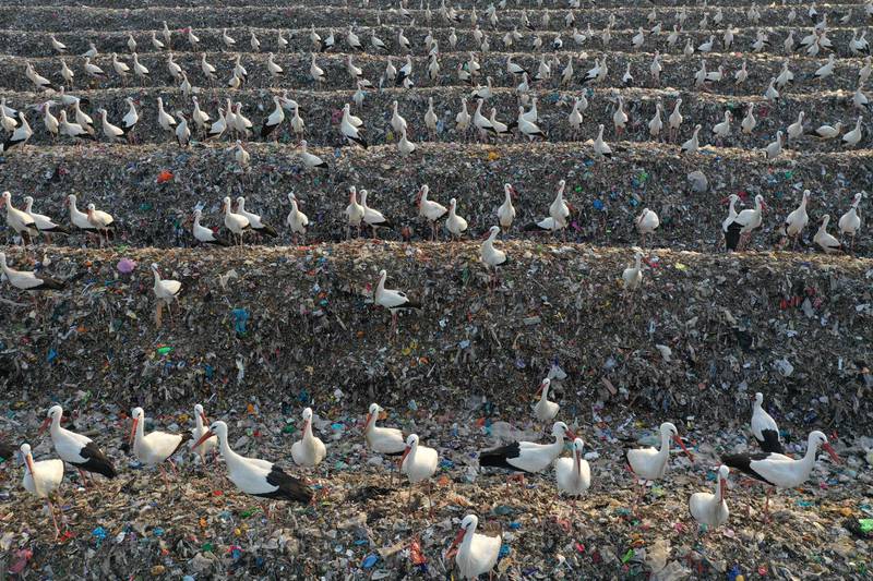 Storks gather over plastic recyclable material at the Tovlan landfill, in the Israeli-occupied West Bank. AFP