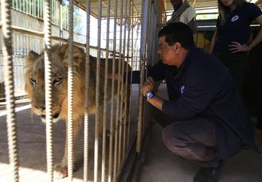 A team of international wildlife conservationists from Four Paws organisation examine one of the fours starving and sick lions at a zoo in the Sudanese capital on January 27, 2020 where a lioness died last week. Months of political and economic turmoil that rocked Sudan from late 2018 severely damaged the health of the lions faced with shortages of food and medicine. Al-Qureshi Park is run by Khartoum municipality but funded partly by private donations, which have dried up due to the economic crisis that sparked nationwide protests though much of last year. / AFP / ASHRAF SHAZLY