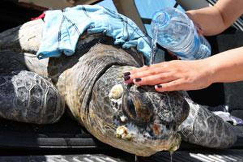The sick sea turtle, which has been named Zaafarana, is being treated in Dubai.
