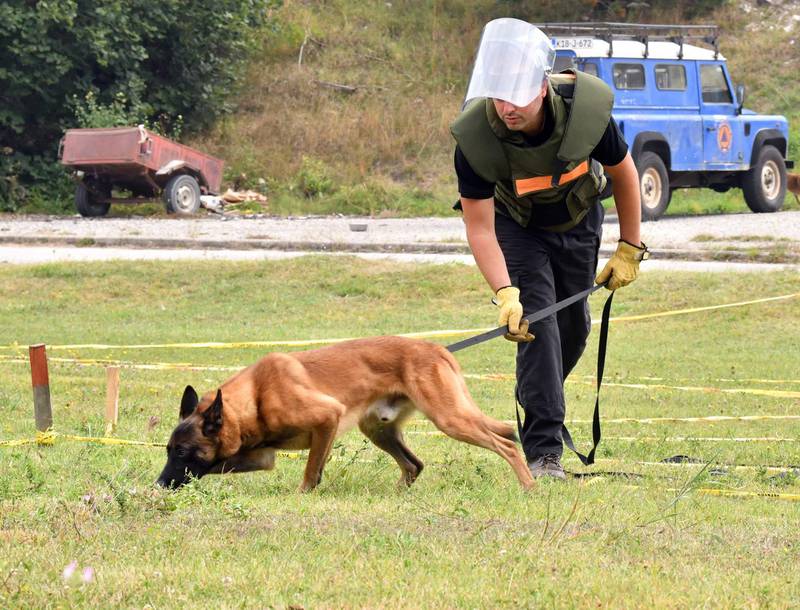 Bosnian trainer trains a Belgian Malinois dog to work in a simulated mine field at training facility near Bosnian town of Konjic. AFP