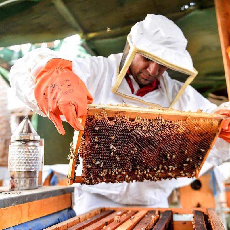 Bahraini apiarist is Juma Maki Juma Hamada, who runs Hamada Bee in Barbar. Hamada Bee