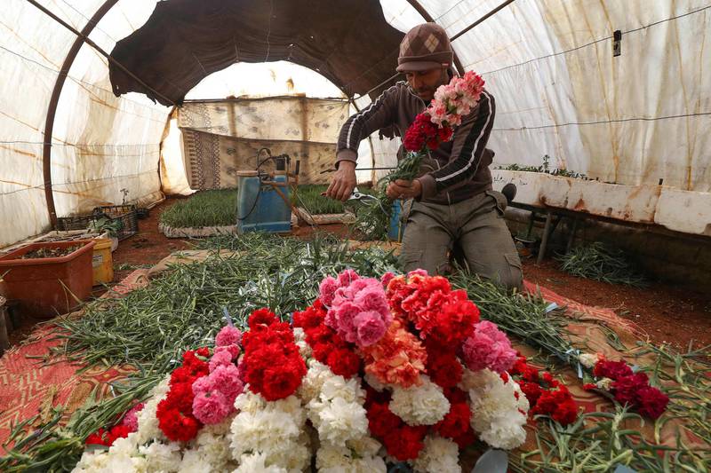 Abu Ahmad sorts cut carnations into colourful rows, in Idlib, Syria. AFP