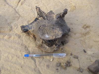 The vertebrae were discovered in the Bahariya Oasis. Photo: The American University in Cairo