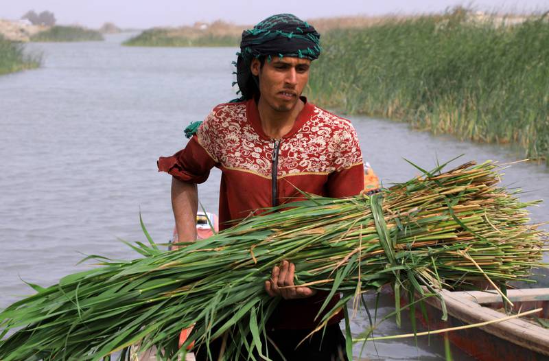 Iraqi men collect reed (Phragmites australis) harvested from the marshlands in Iraq's southern Dhi Qar province on March 24, 2022.  - The reed is used to feed productive animals such as buffalos and cows as well as a raw material in the construction of traditional houses.  (Photo by Asaad NIAZI  /  AFP)