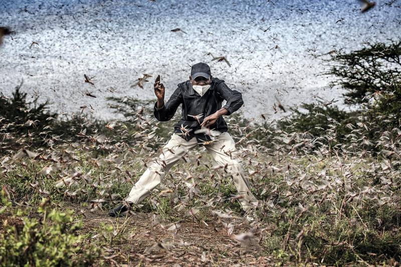 Herny Lenayasa, a Samburu man and chief of the settlement of Archers Post tries to scare away a massive swarm of locust ravaging an area next to Archers Post, Samburu County, Kenya on April 24, 2020.A locust plague fueled by unpredictable weather patterns up to 20 times larger than a wave two months earlier is threatening to devastate parts of East Africa. Locust has made already a devastating appearance in Kenya, two months after voracious swarms -some billions strong- ravaged big areas of land and just as the coronavirus outbreak has begun to disrupt livelihoods. In spite of coronavirus-related travel restrictions, international experts are in place to support efforts to eradicate the pest with measures including ground and aerial spraying.The Covid-19 pandemic has competed for funding, hampered movement and delayed the import of some inputs, including insecticides and pesticides.The UN Food and Agriculture Organisation (FAO) has called the locust outbreak, caused in part by climate change, “an unprecedented threat” to food security and livelihoods. Its officials have called this new wave some 20 times the size of the first.Photo: Luis Tato for The Washington Post