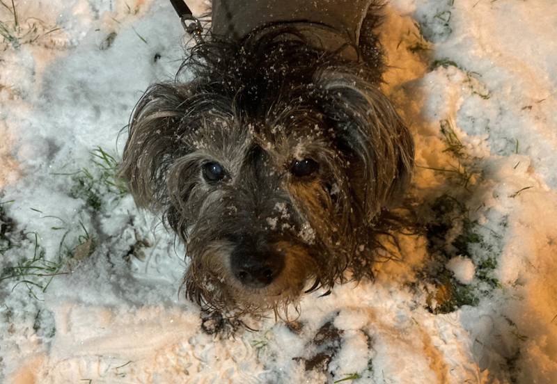 Rinty the dog enjoying the snow in Camden, north London. PA