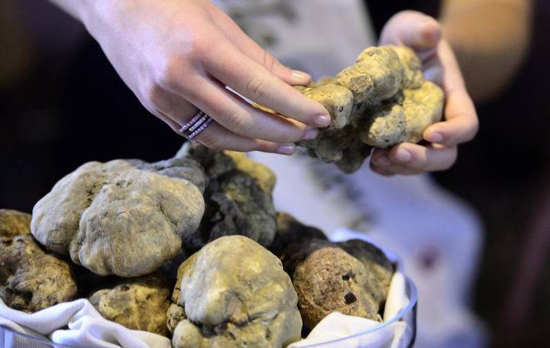 Alba, Italy: A delicious treasure hunt with the promise of a feast to follow, the Alba International Truffle Fair fulfils the gourmet traveller’s quest for the “diamond of the kitchen” — the white truffle. At €2,000 (Dh9,648) per pound, the highly sought-after fruiting fungus is most abundant in Alba, a Piedmontese town in northern Italy. The annual festival attracts chefs and foodies from around the world who visit the specially erected truffle marketplace to buy truffle oil, butter, creams, jars of truffle-infused sauces and even creamy ice-cream served with finely grated white truffle. Other events include concerts, donkey races, white-truffle walks and a truffle auction. Olivier Morin / AFP photo