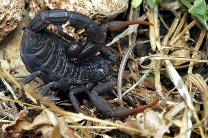 BFAMA2 Fattail scorpion or fat-tailed scorpion (Androctonus crassicauda)